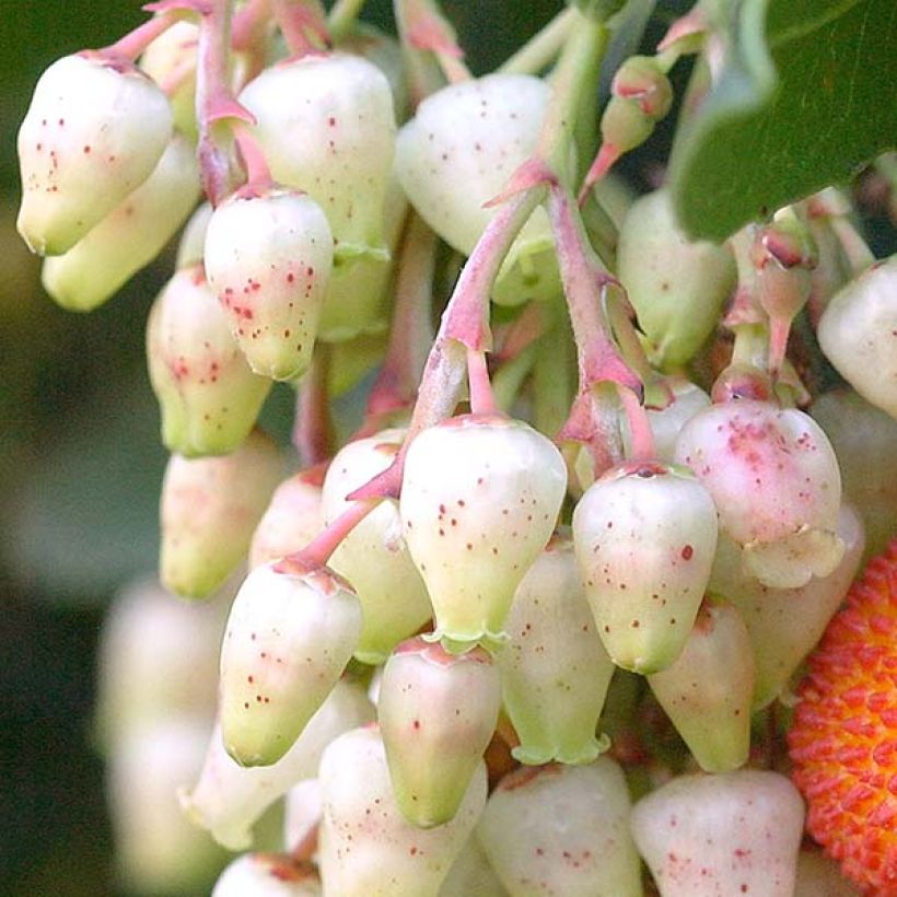 Arbutus unedo Atlantic - Arbousier (Floraison)