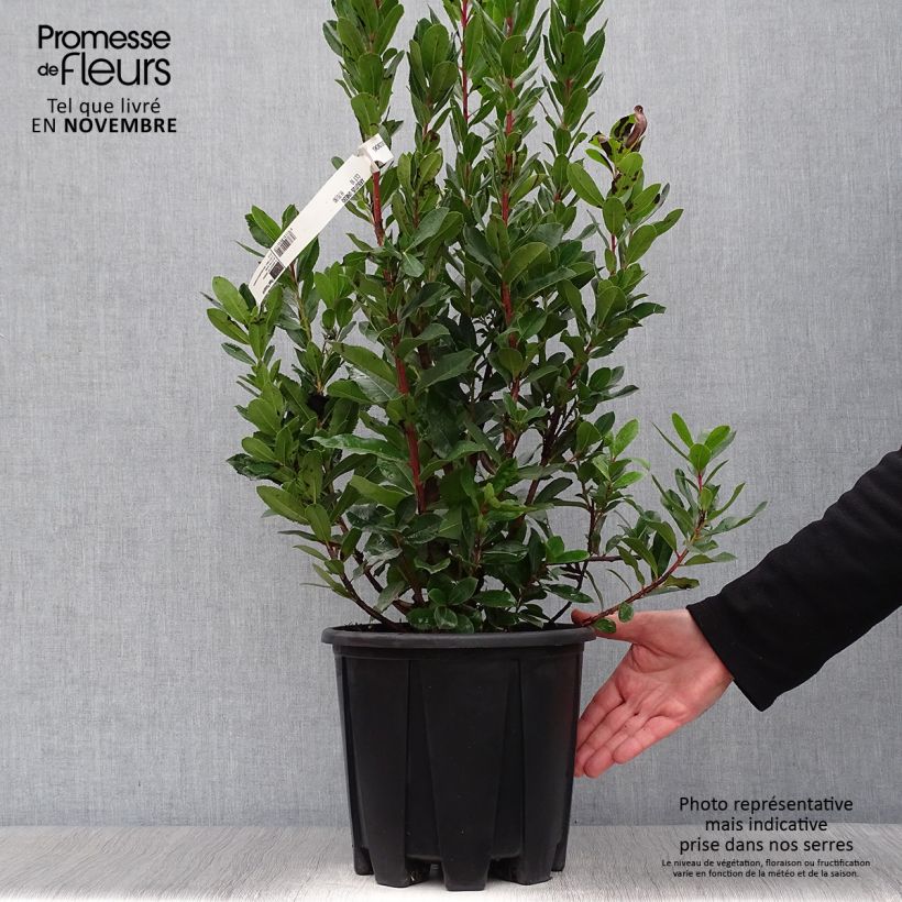 Spécimen de Arbutus unedo - Arbousier Pot de 6L/7L tel que livré en automne