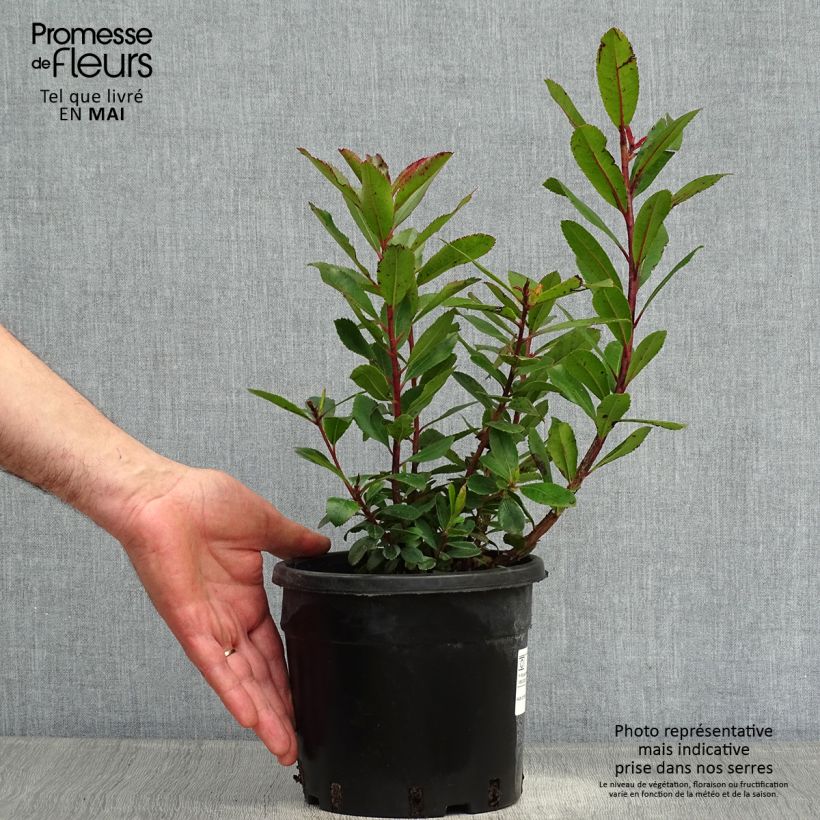 Spécimen de Arbutus unedo - Arbousier en pot de 3L tel que livré au printemps