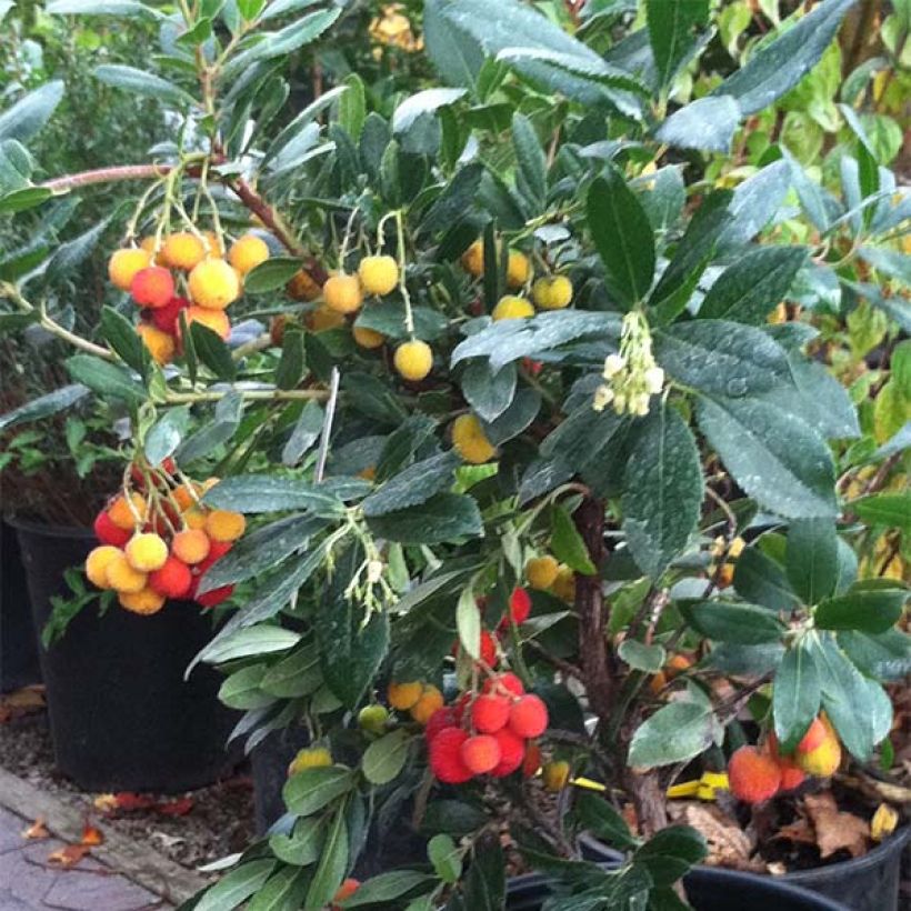 Arbutus unedo Compacta - Arbousier (Port)