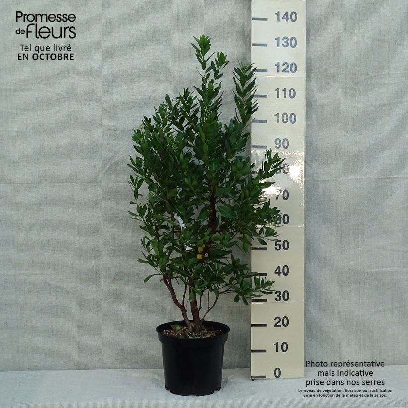 Spécimen de Arbutus unedo Compacta - Arbousier Pot de 7,5L/10L tel que livré en automne