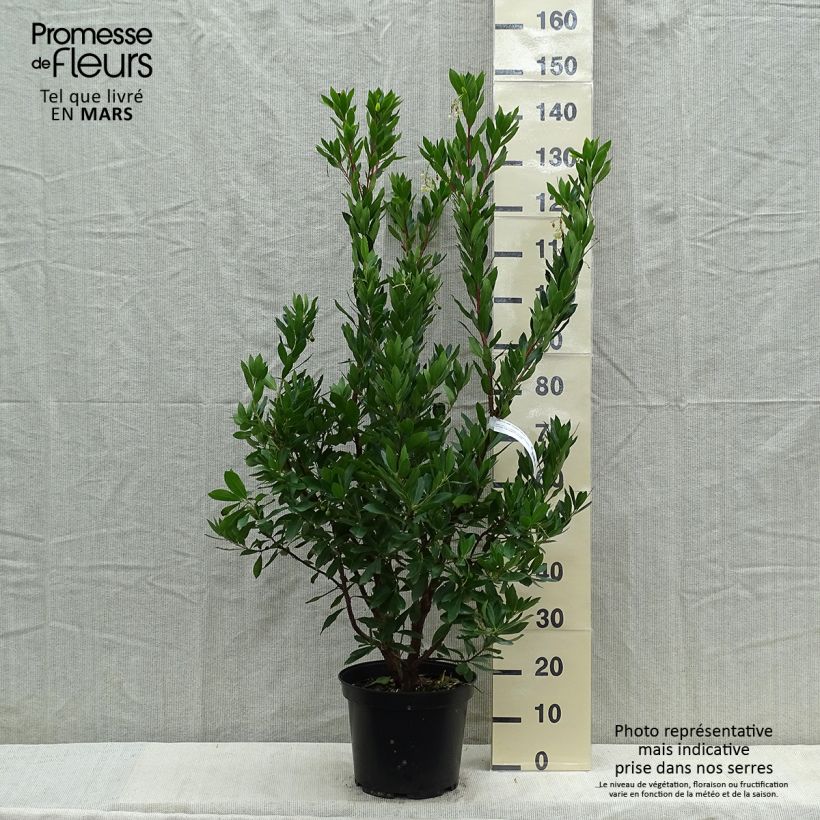 Spécimen de Arbutus unedo Compacta - Arbousier Pot de 7,5L/10LHauteur livrée env. 40/60 cmcm tel que livré au printemps
