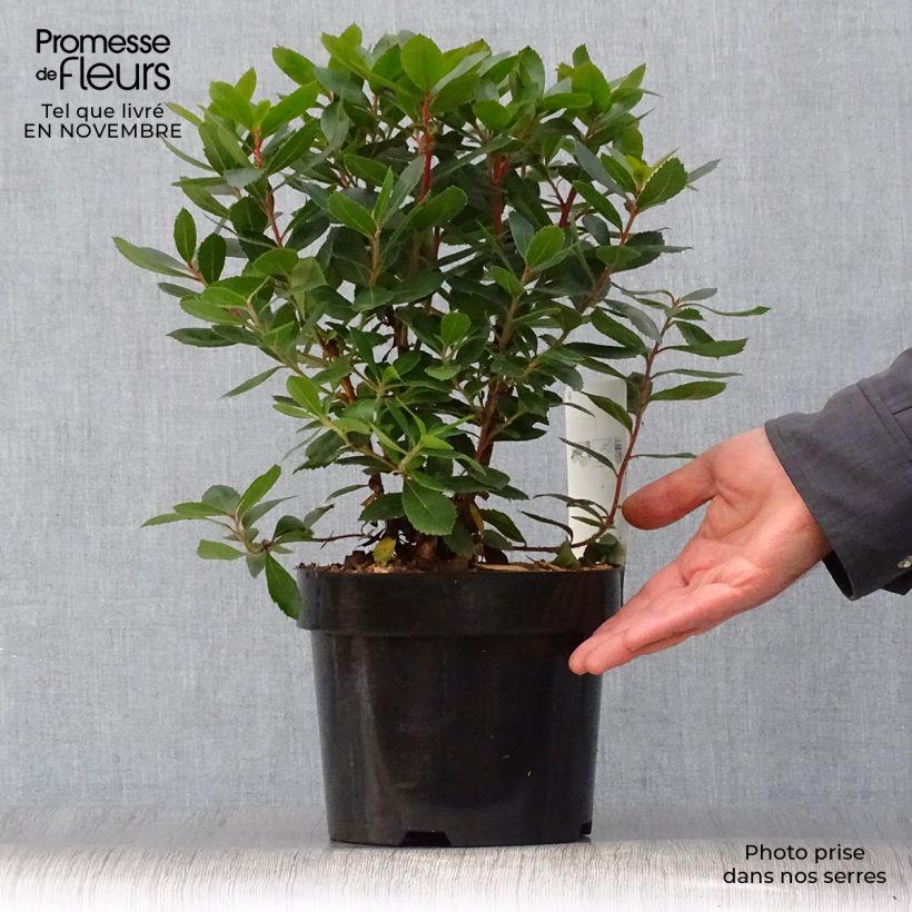Spécimen de Arbutus unedo Compacta - Arbousier Pot de 2L/3L tel que livré en automne