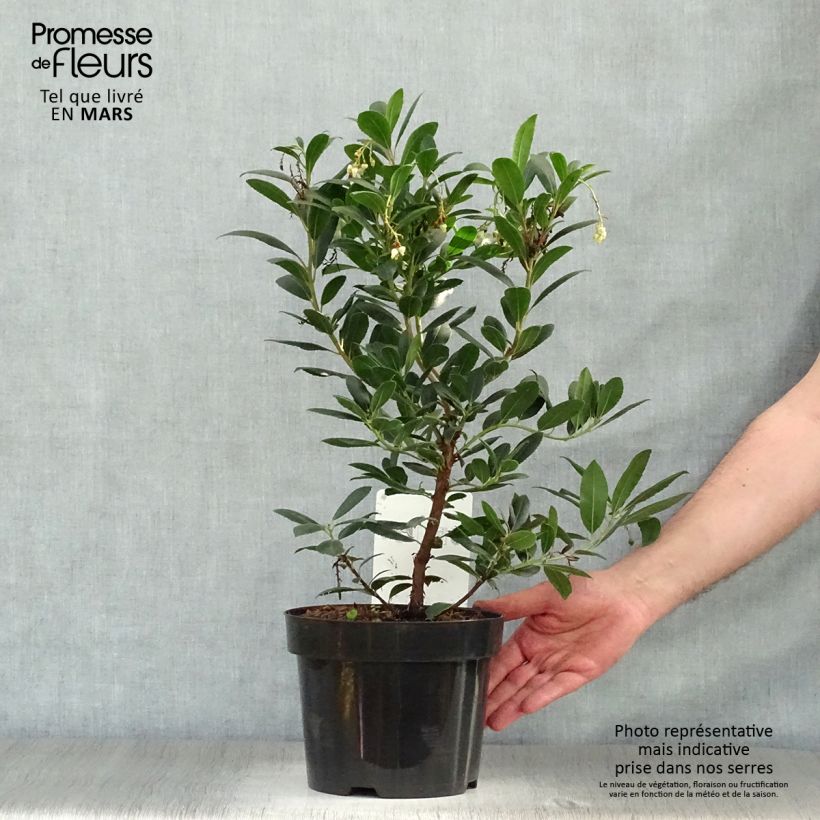 Spécimen de Arbutus unedo Compacta - Arbousier Pot de 2L/3LHauteur livrée env. 20/30cm tel que livré au printemps