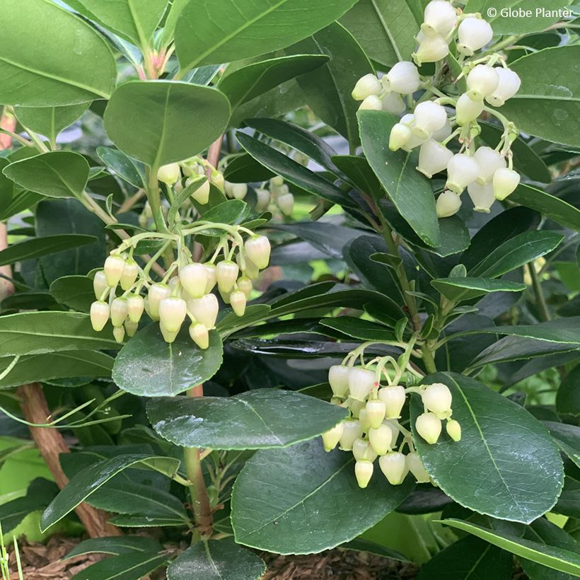Arbutus unedo Peace and Love - Arbousier (Floraison)