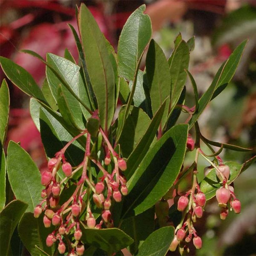 Arbutus unedo Roselily - Arbousier (Feuillage)