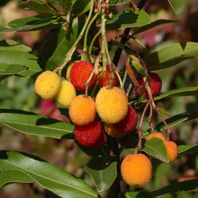 Arbutus unedo Roselily - Arbousier (Récolte)