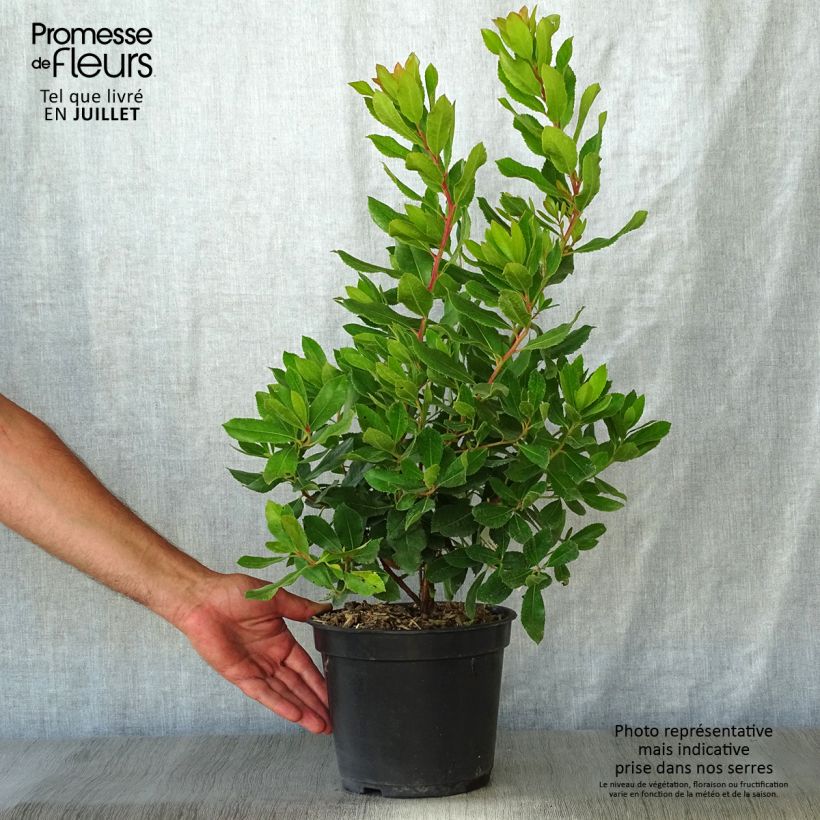Spécimen de Arbutus unedo Roselily - Arbousier Pot de 3L/4L tel que livré en été