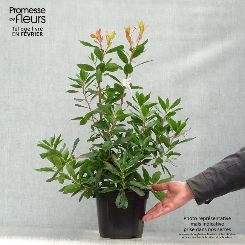 Spécimen de Arbutus unedo Roselily - Arbousier tel que livré en hiver