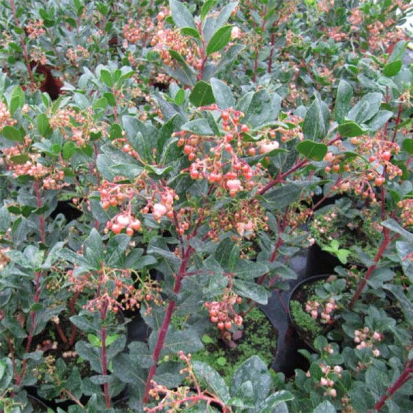 Arbutus unedo Rubra - Arbousier (Feuillage)