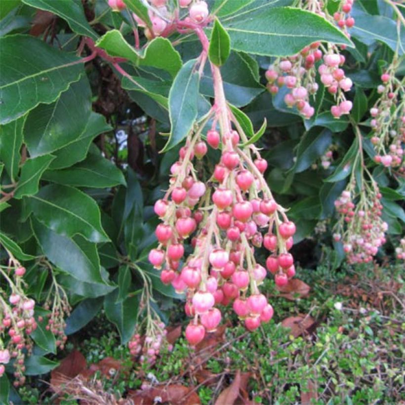 Arbutus unedo Rubra - Arbousier (Floraison)