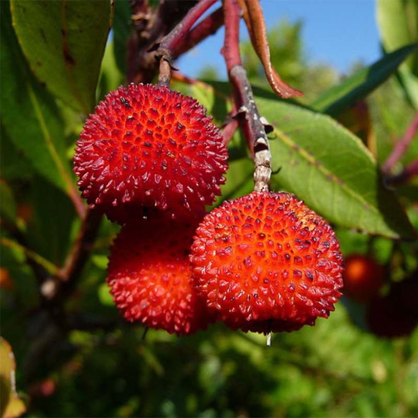 Arbutus unedo Rubra - Arbousier (Récolte)