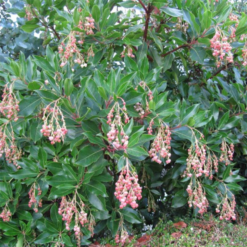 Arbutus unedo Rubra - Arbousier (Port)