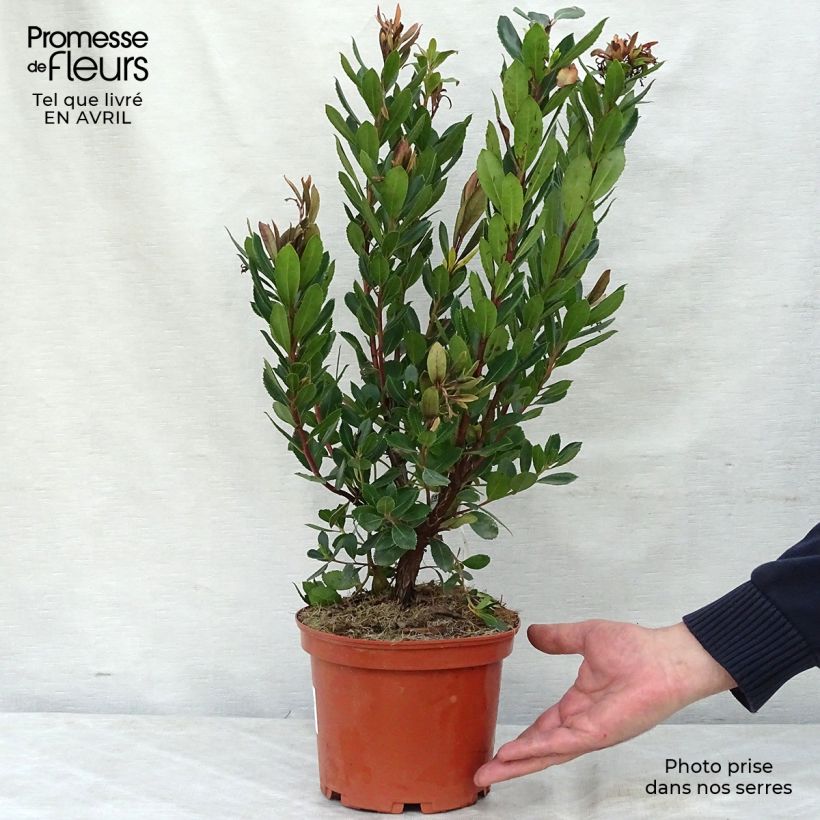 Spécimen de Arbutus unedo Rubra - Arbousier en pot de 3/4L tel que livré au printemps