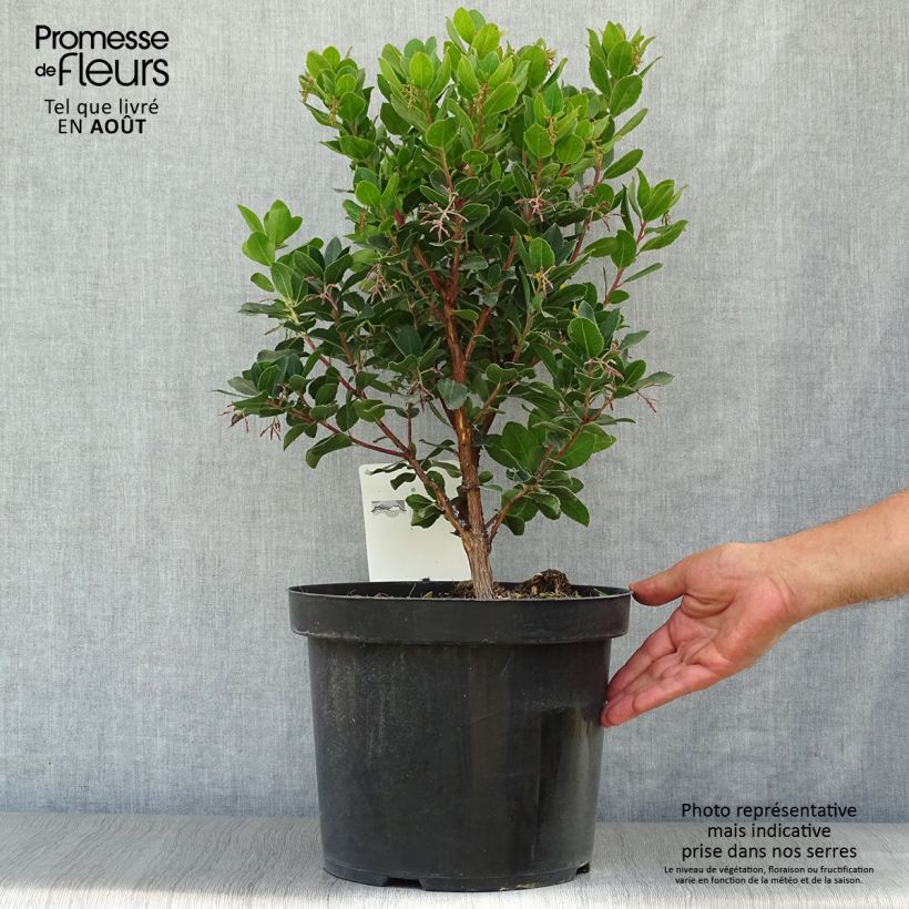 Spécimen de Arbutus unedo Rubra - Arbousier en pot de 7,5L/10L tel que livré en été
