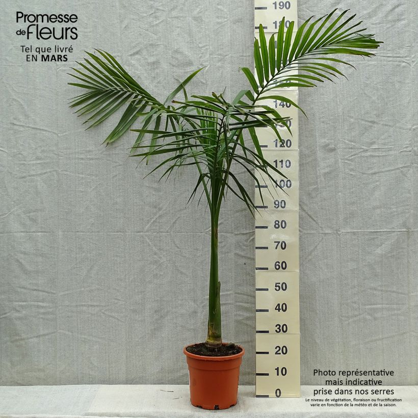 Spécimen de Archontophoenix alexandrae - Palmier royal d'Alexandra Pot de 7,5L/10L tel que livré au printemps