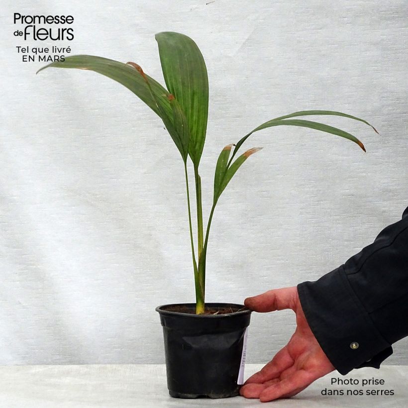 Spécimen de Archontophoenix maxima - Palmier royal Pot de 12 cm tel que livré au printemps