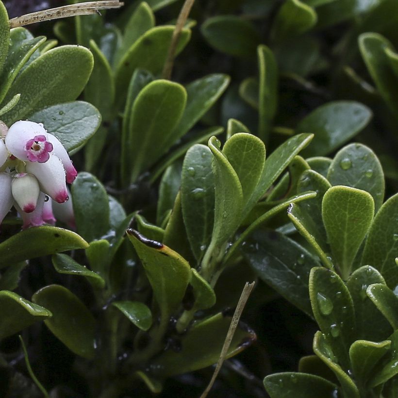 Arctostaphylos uva-ursi - Raisin d'ours (Feuillage)