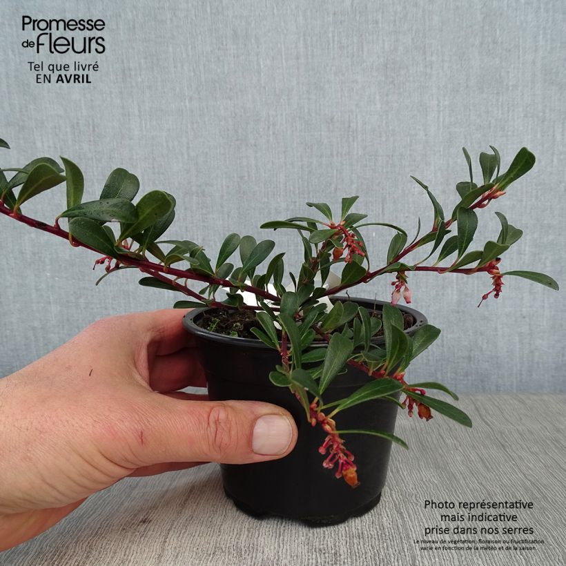 Spécimen de Arctostaphylos uva-ursi - Raisin d'ours tel que livré au printemps