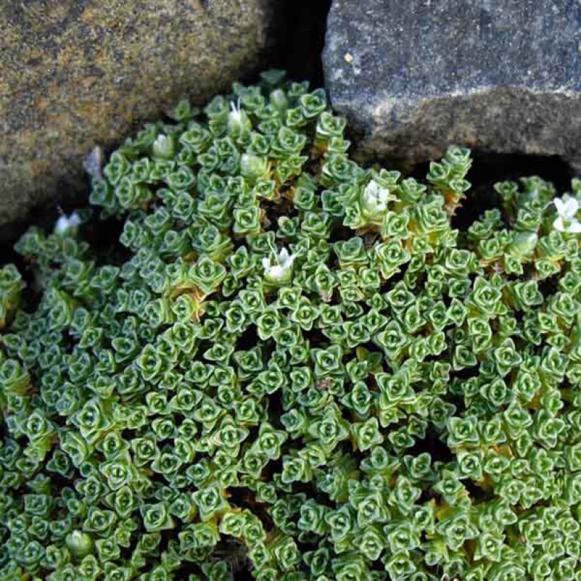 Arenaria tetraquetra ssp. amabilis, Sabline (Feuillage)