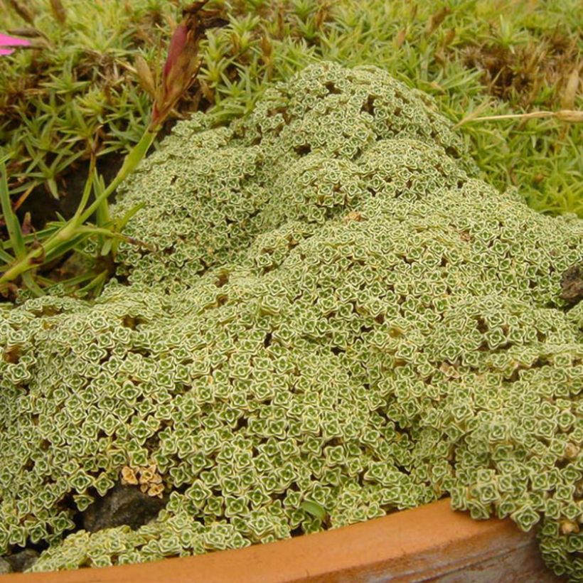 Arenaria tetraquetra ssp. amabilis, Sabline (Port)