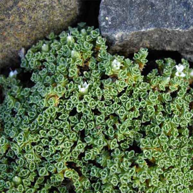 Arenaria tetraquetra ssp. granatensis, Sabline (Port)