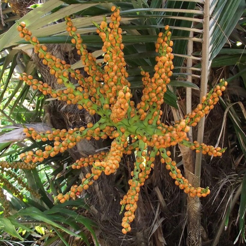 Arenga englerii - Palmier de Formose (Récolte)