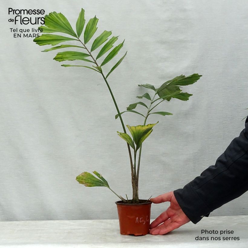 Spécimen de Arenga englerii - Palmier de Formose Pot de 12 cm tel que livré au printemps