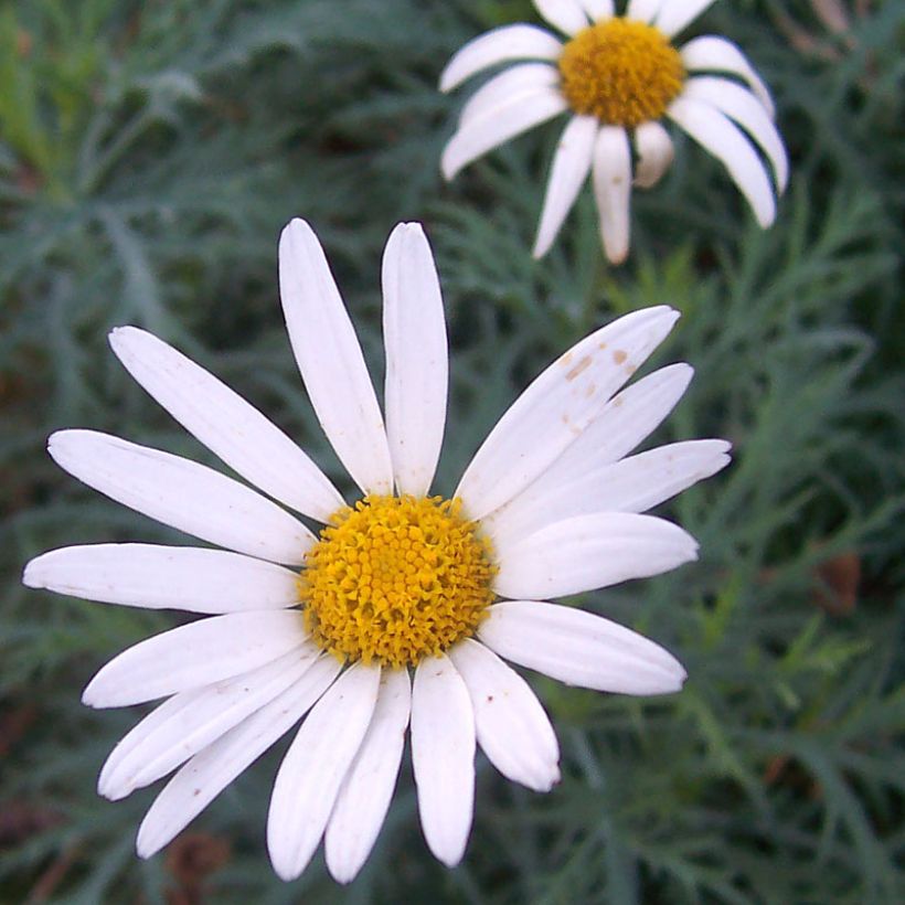 Argyranthemum Chelsea Girl (Floraison)