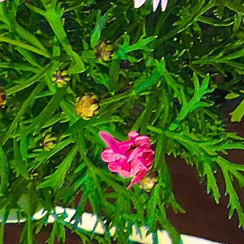 Argyranthemum Gill s Pink (Feuillage)