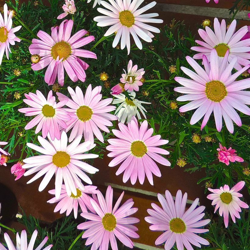 Argyranthemum Gill s Pink (Floraison)