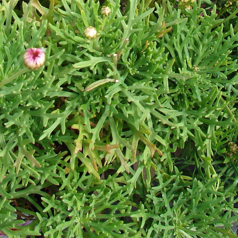 Argyranthemum Petite Pink (Feuillage)