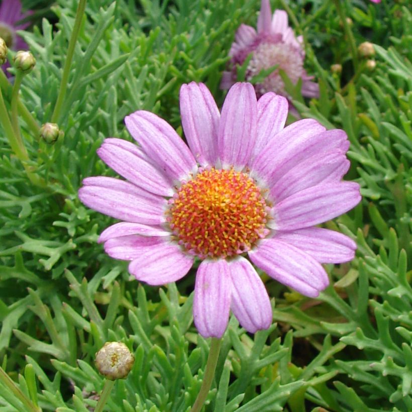 Argyranthemum Petite Pink (Floraison)