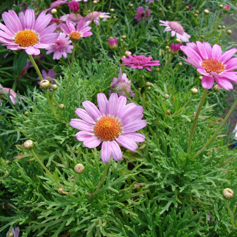 Argyranthemum Petite Pink (Port)