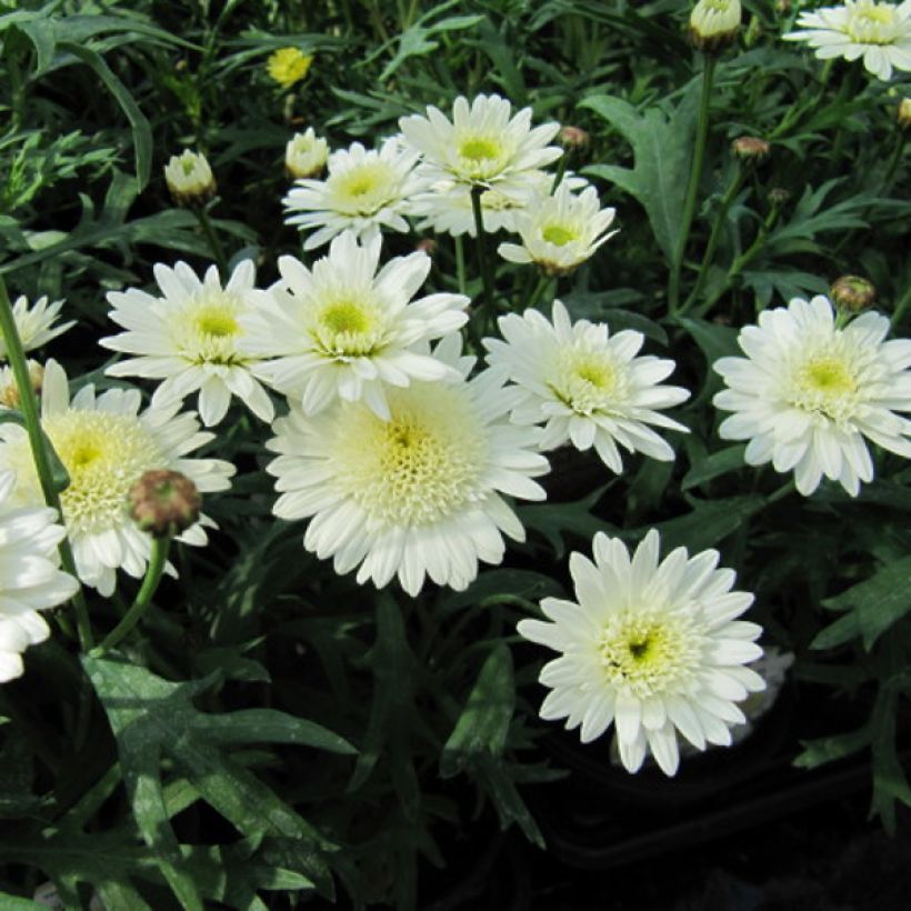 Argyranthemum Powder Puff (Floraison)