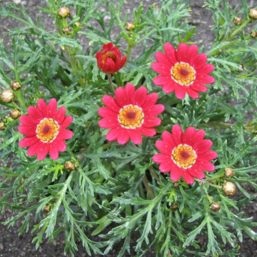 Argyranthemum Starlight (Floraison)