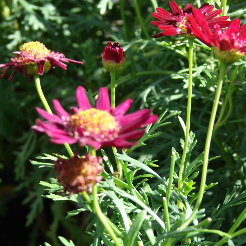 Argyranthemum Starlight (Port)