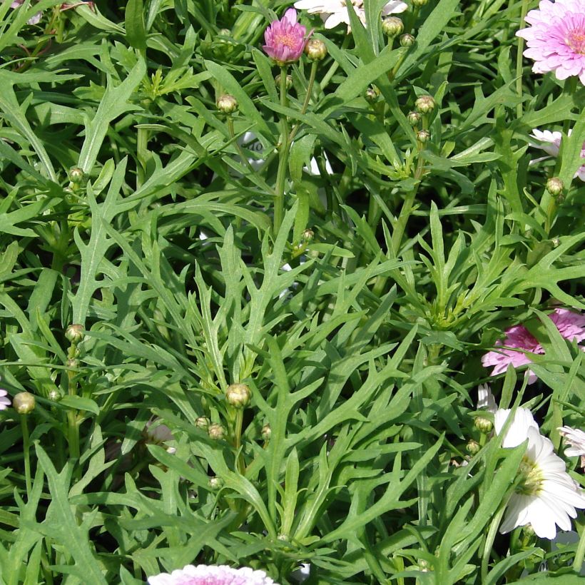 Argyranthemum Summer Melody (Feuillage)