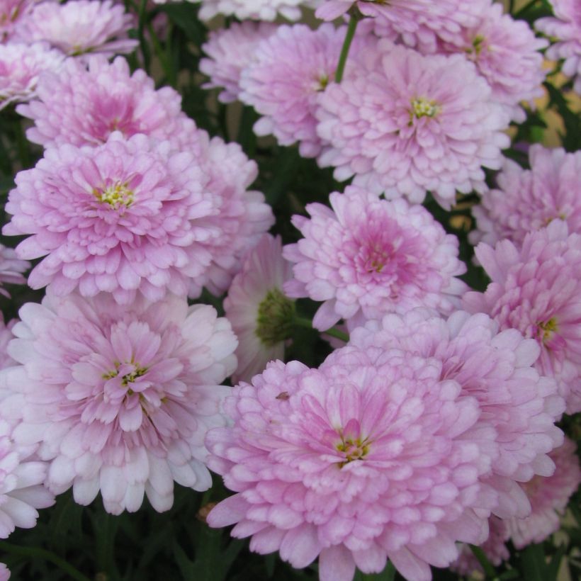 Argyranthemum Summer Melody (Floraison)