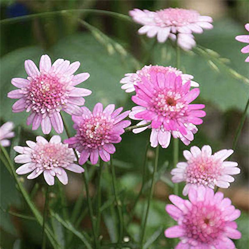 Argyranthemum Vancouver (Floraison)