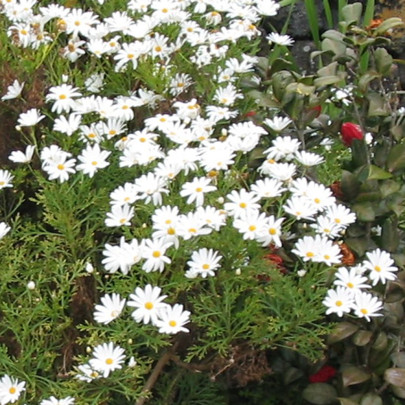 Argyranthemum Snowflake (Floraison)