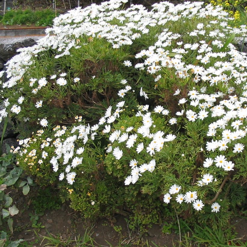 Argyranthemum Snowflake (Port)