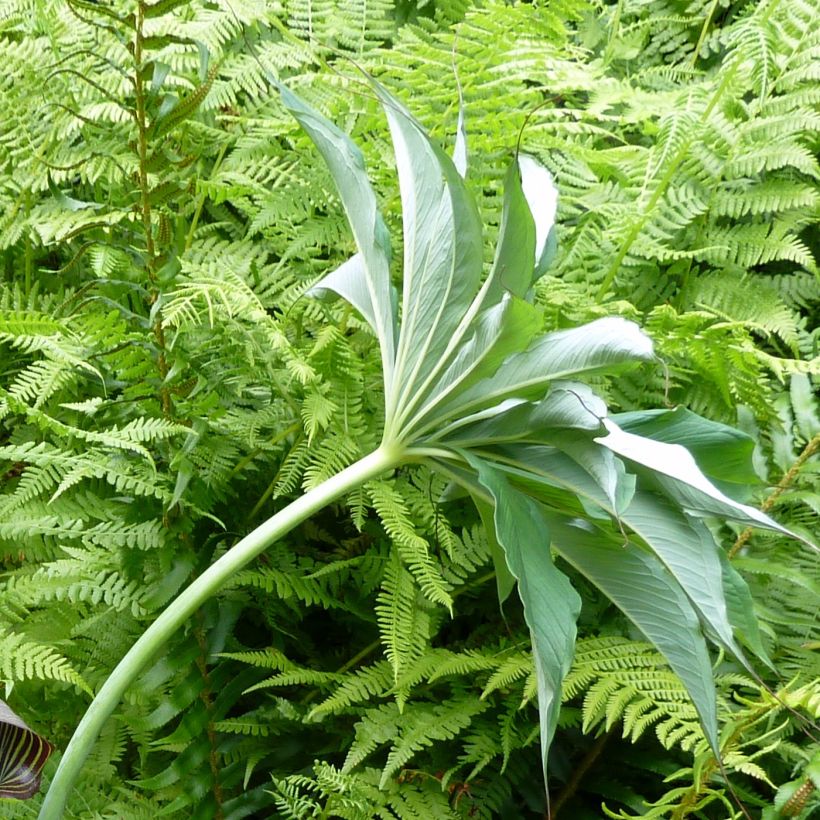 Arisaema consanguineum (Feuillage)