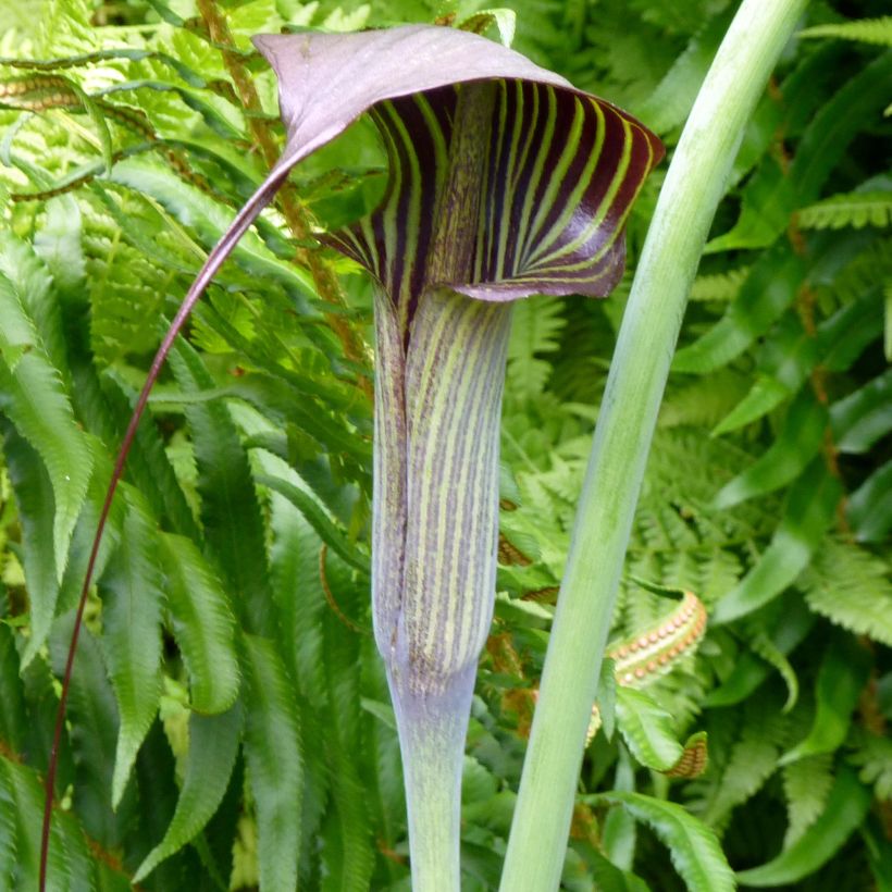 Arisaema consanguineum (Floraison)