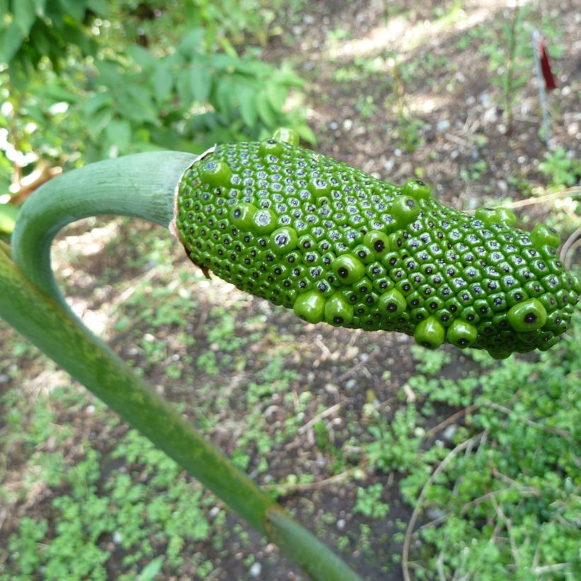 Arisaema consanguineum (Récolte)