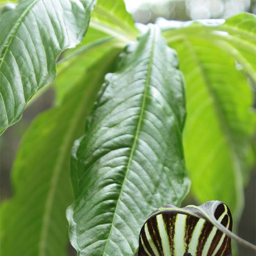 Arisaema concinnum - Plante cobra (Feuillage)