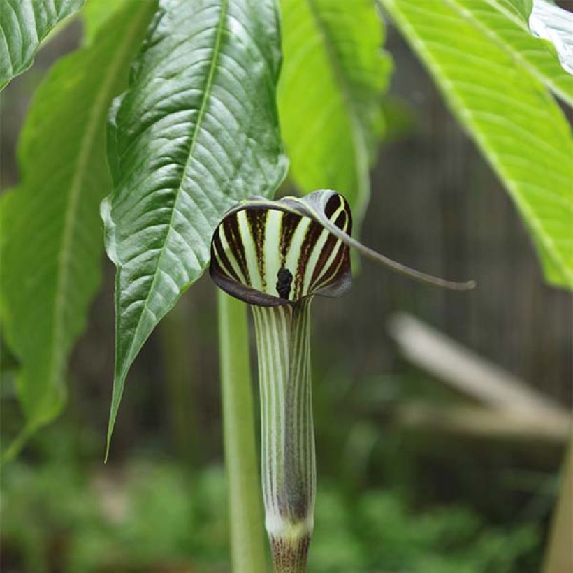 Arisaema concinnum - Plante cobra (Floraison)