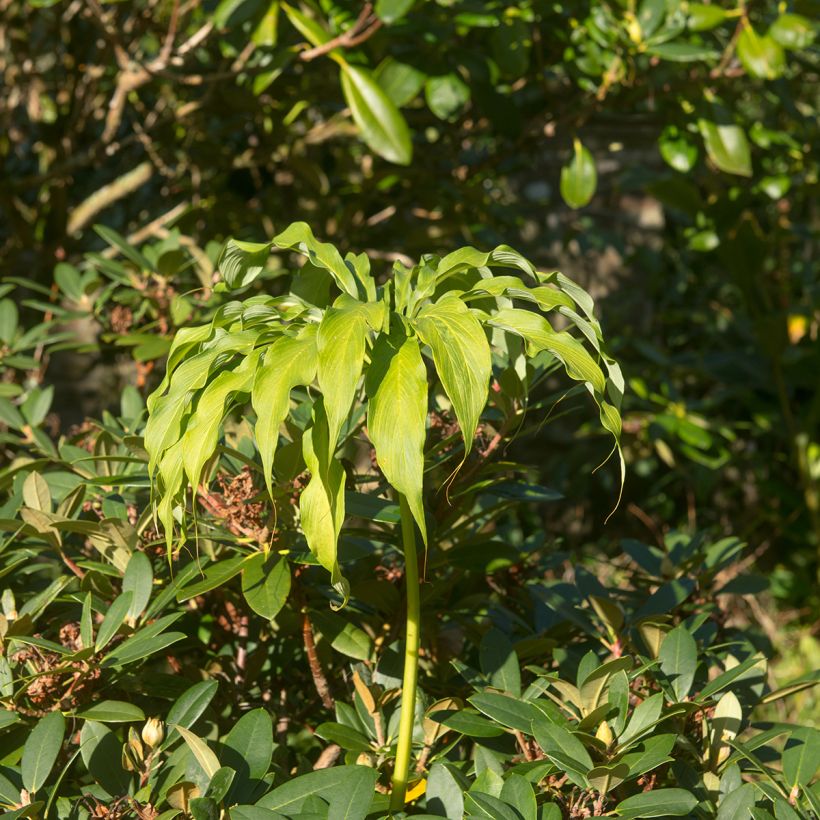 Arisaema consanguineum (Port)