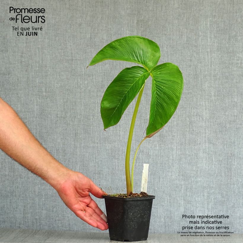 Spécimen de Arisaema costatum Godet de 8/9 cm tel que livré en été