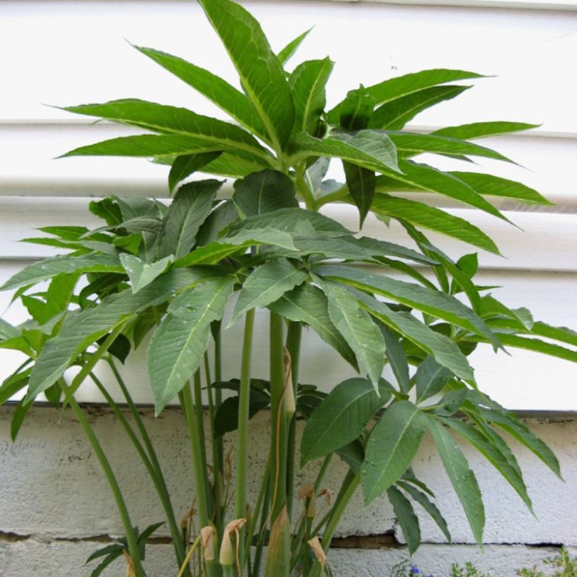 Arisaema dracontium - Arisème dragon (Feuillage)